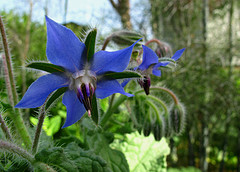 Consejos de piel con Borraja