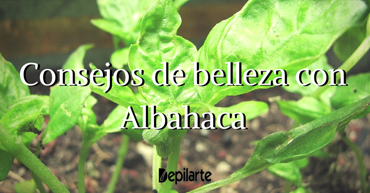 Consejos de belleza con Albahaca