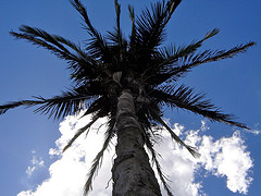 Palma de babacu