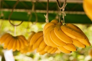 Mascarilla para pieles secas con Banano