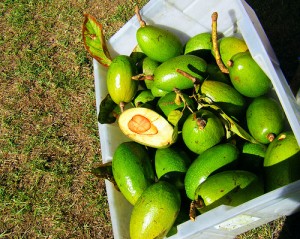 Hidratante de Aguacate para los pies